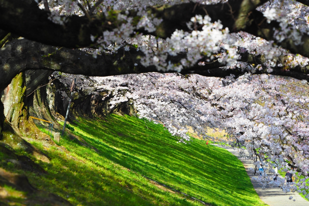 背割堤桜Ⅲ