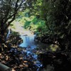 木漏れ日と川