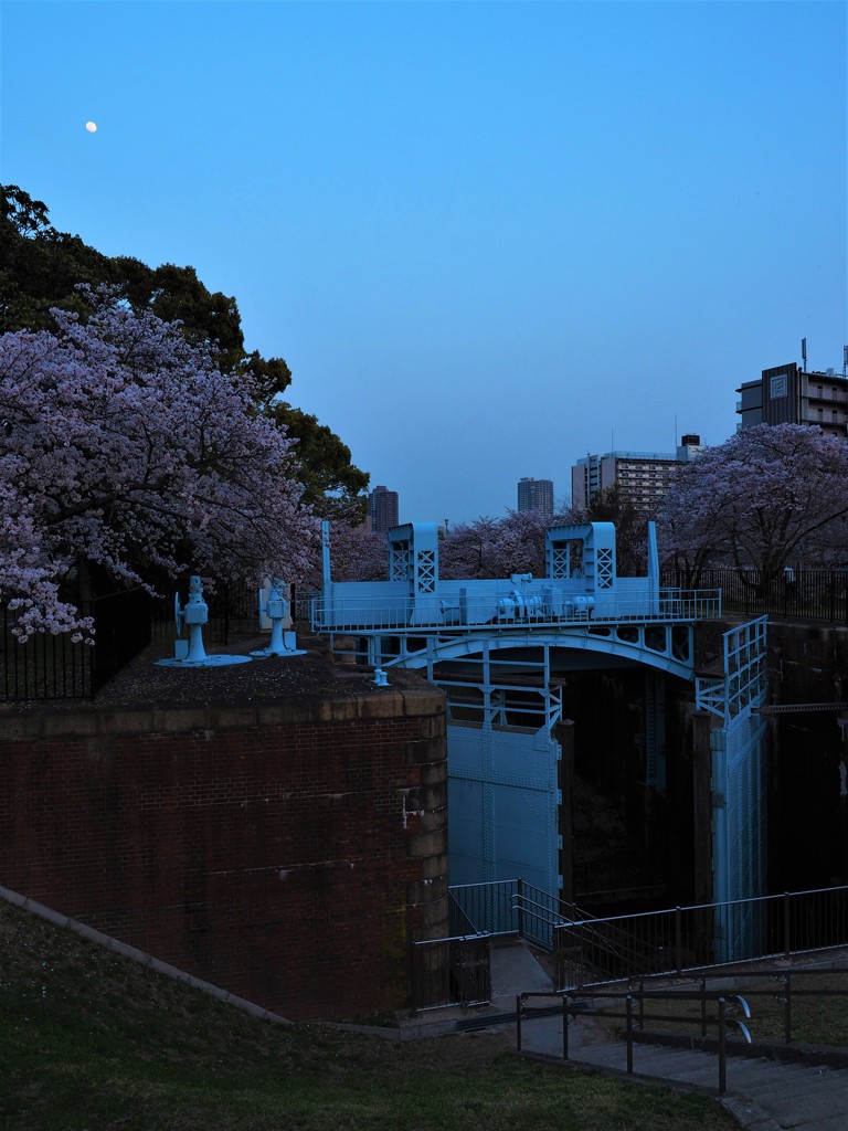 夕暮れ櫻　月と水門