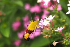 蜜を求めるオオスカシバⅢ