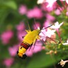 蜜を求めるオオスカシバⅢ