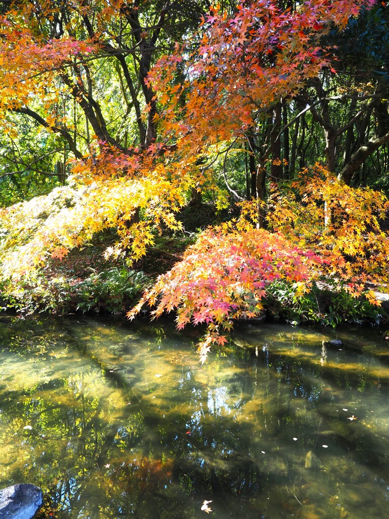 紅葉　光と影