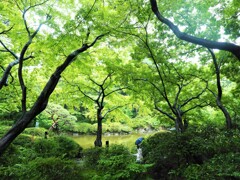 雨の日本庭園