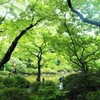 雨の日本庭園