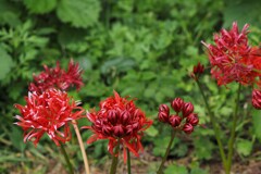 『深紅』の八重咲き彼岸花