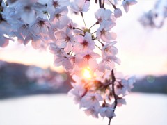 夕日と桜Ⅱ