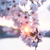 夕日と桜Ⅱ