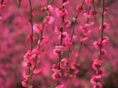 北野天満宮　梅　深い赤