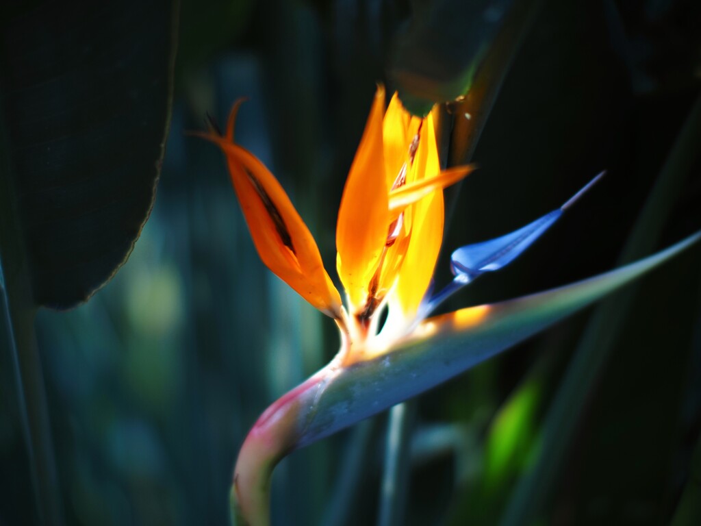 NOKTONで極楽鳥花