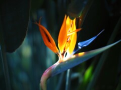 NOKTONで極楽鳥花