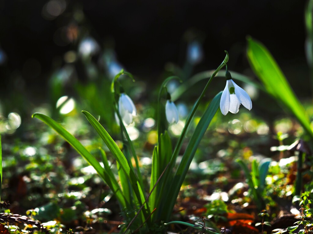 朝日を浴びるスノードロップ