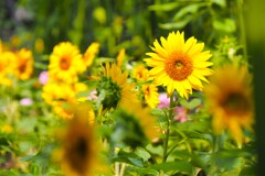 夏と言えば。。