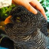 ふくろう「なでなで」