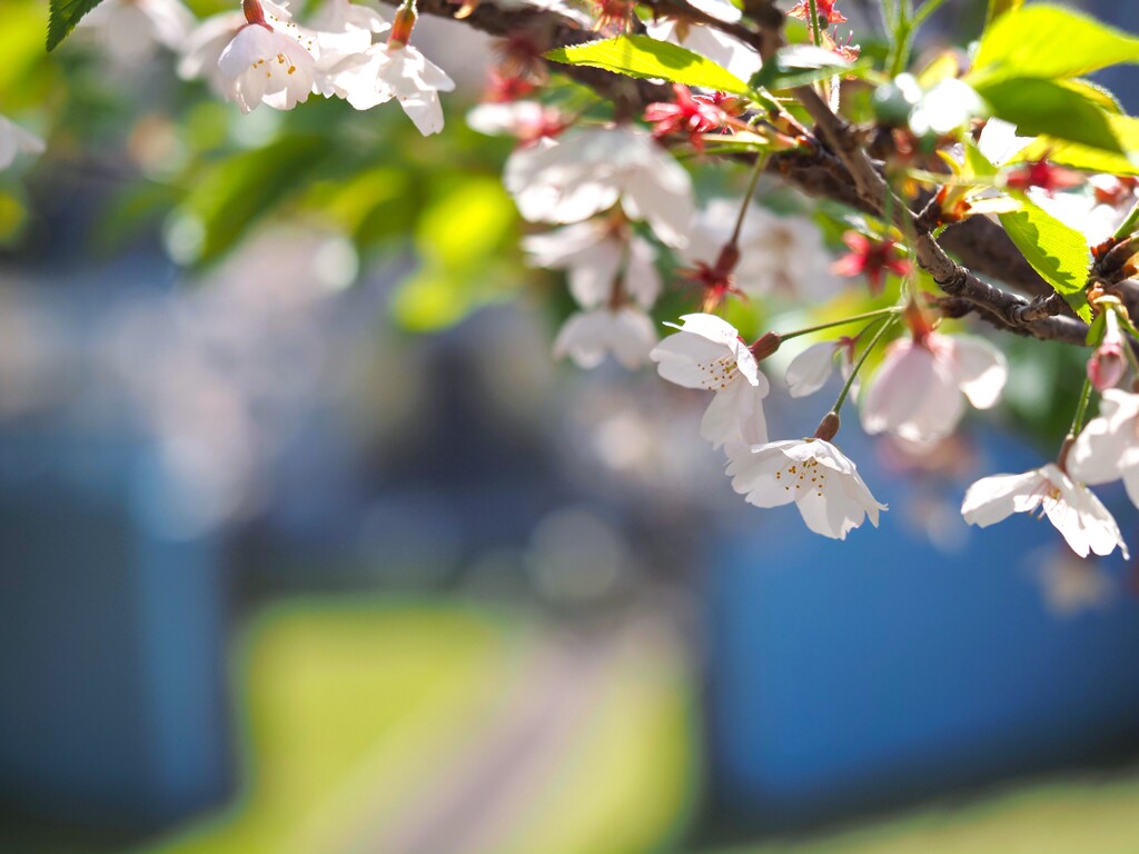 レトロ建造物と桜Ⅲ