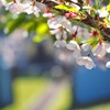 レトロ建造物と桜Ⅲ