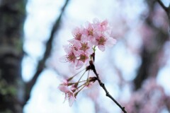 さくら　