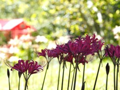 赤い小屋と彼岸花