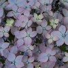 紫陽花　グラデーション