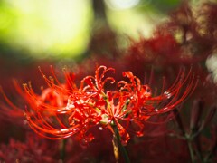 光のグラデーションと彼岸花Ⅱ
