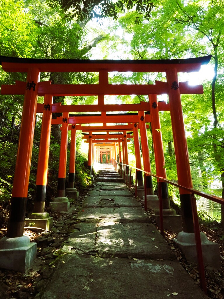 夏の鳥居をくぐる