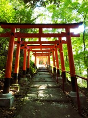夏の鳥居をくぐる