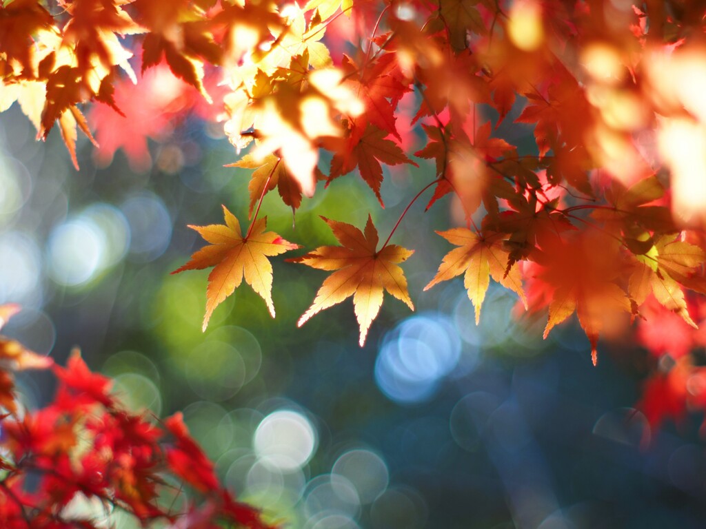 『三ツ星？の』モミジ