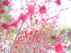 にじむ梅