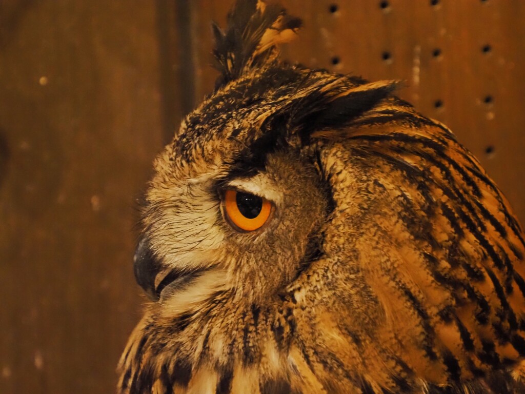 ふくろう「なんですの？」