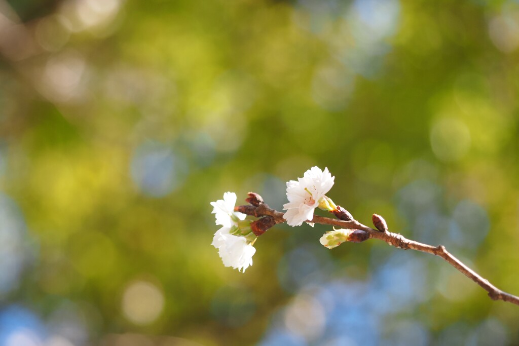 冬桜　グリーをバックに