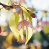 冬の桜　Ⅲ