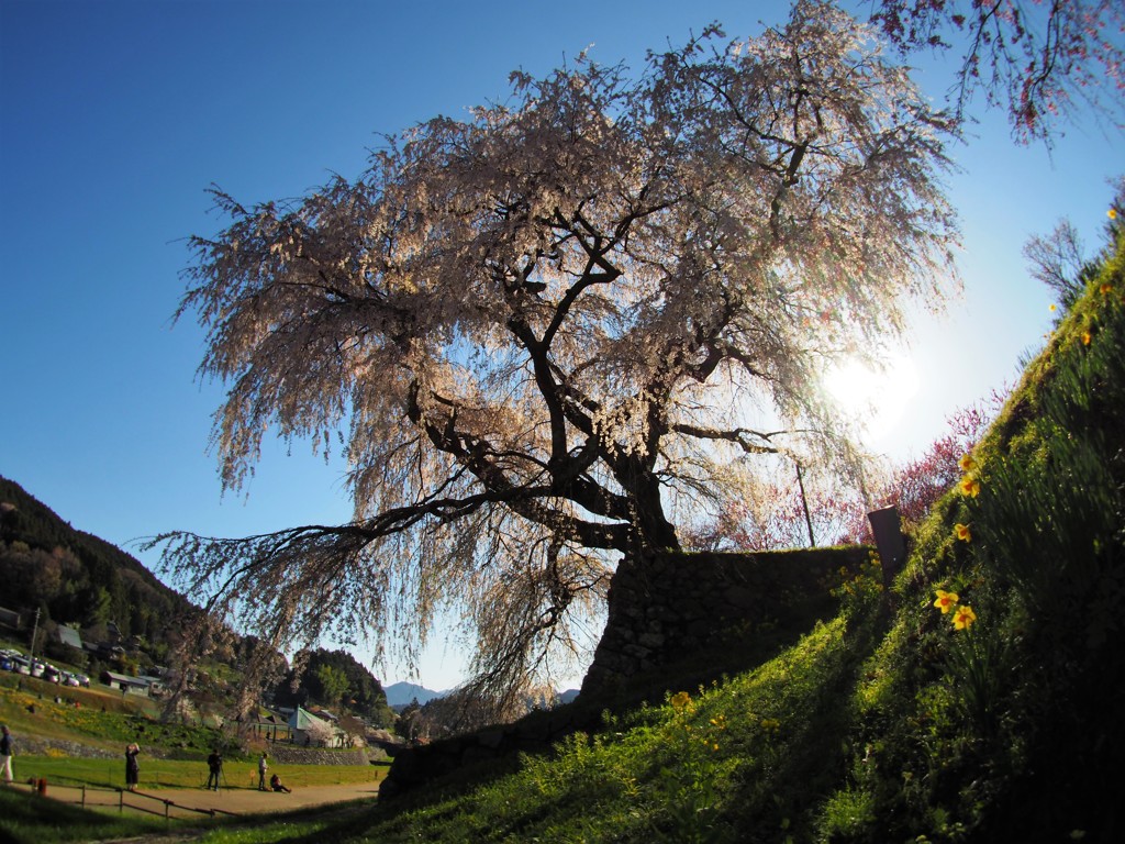 朝の又兵衛桜Ⅱ