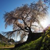 朝の又兵衛桜Ⅱ
