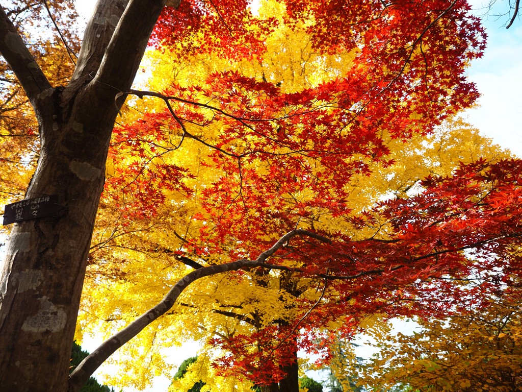 秋『赤と黄色』見上げた先に