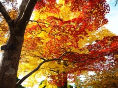 秋『赤と黄色』見上げた先に