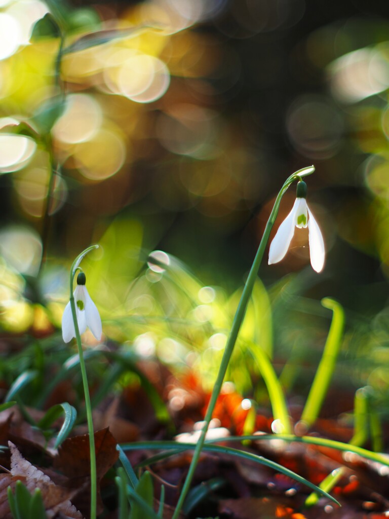 スノードロップⅠ