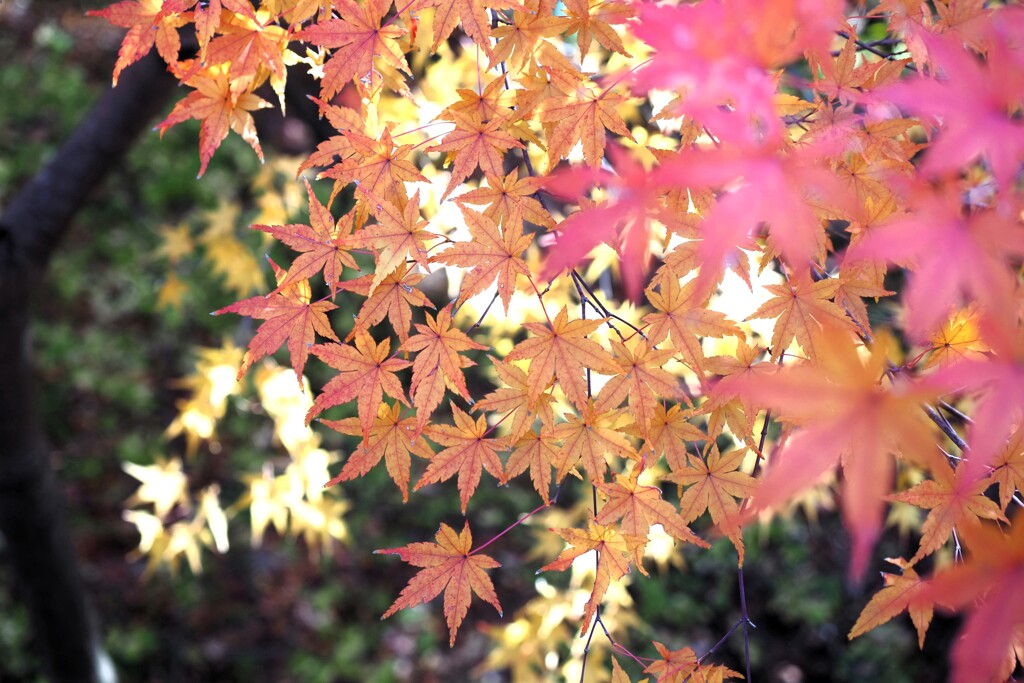 紅葉　３段グラデーション
