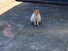 島の猫（娘、島に行く）