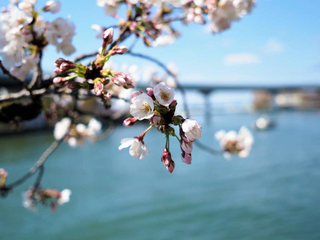大川と桜　Ⅱ