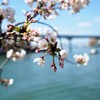 大川と桜　Ⅱ