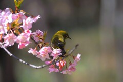 メジロと桜　さみしげ