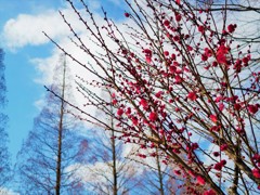 メタセコイア並木背景に。