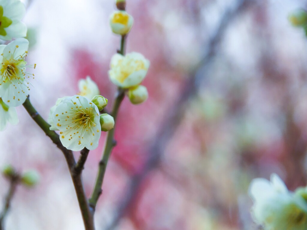 白梅　さあこれから。