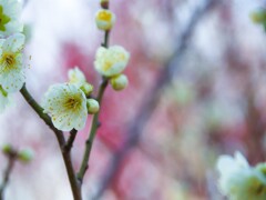 白梅　さあこれから。