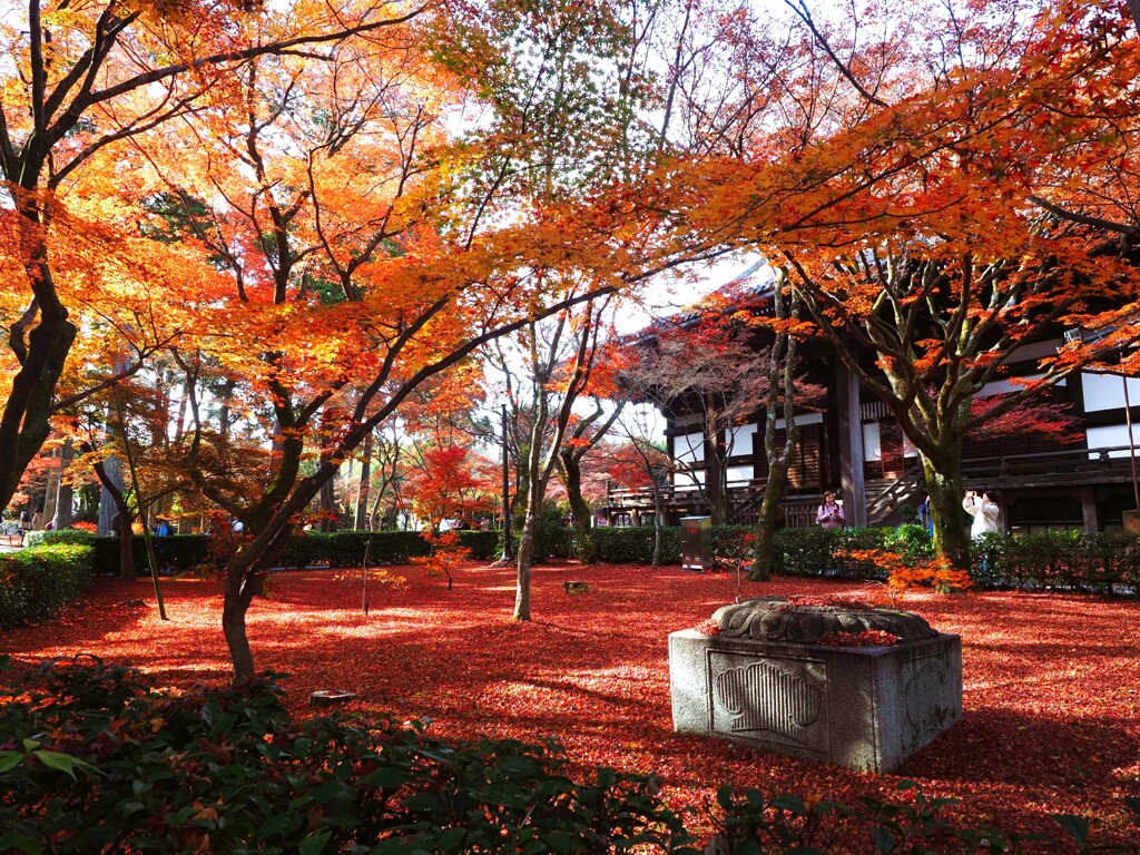 紅葉の絨毯Ⅰ　真如堂『本堂』