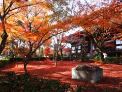 紅葉の絨毯Ⅰ　真如堂『本堂』