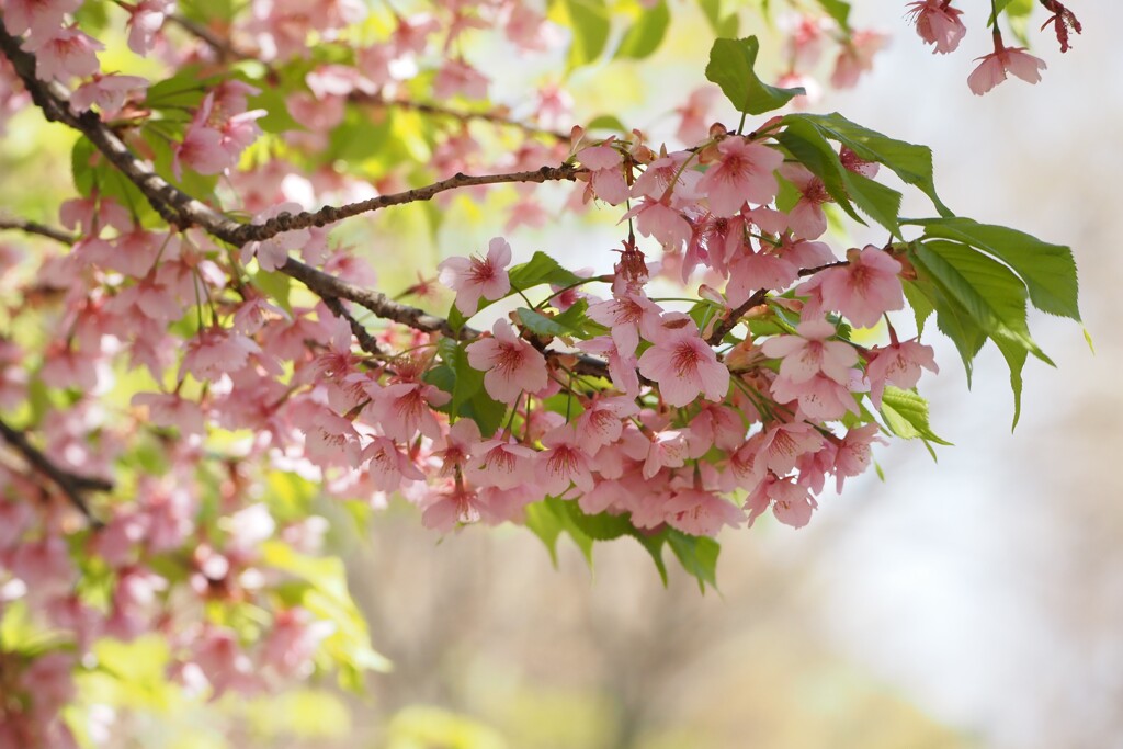 春の花　Ⅰ