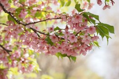 春の花　Ⅰ