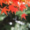 紅葉Ⅳ　赤と光