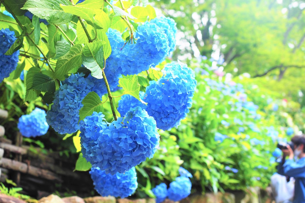 とにかく紫陽花Ⅳ