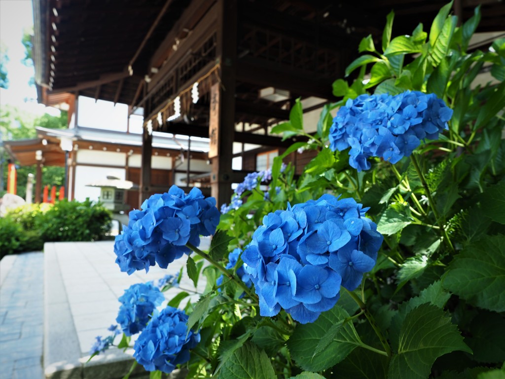 藤森神社　青  アジサイ